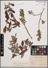 Foto von Salix cinerea L. x Salix repens L.